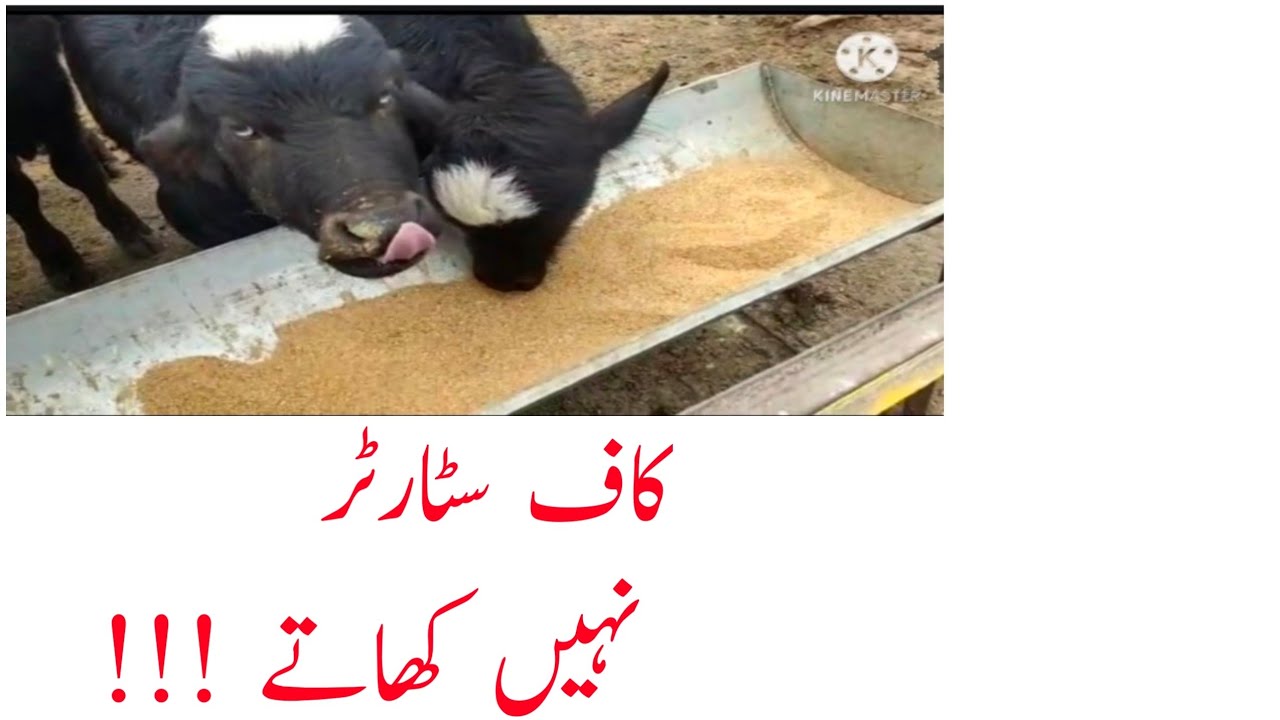 Calves not take calf starter. How to feed calf Starter