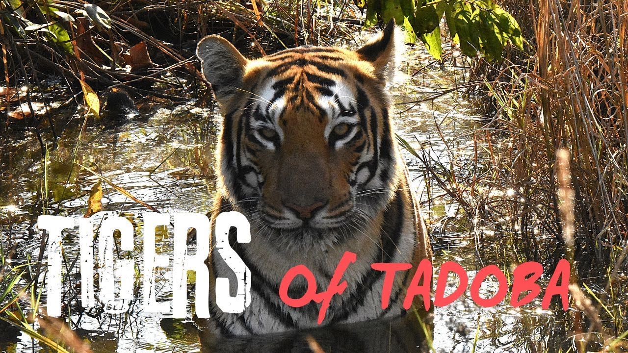 Tigers of Tadoba (Zari Core Gate)