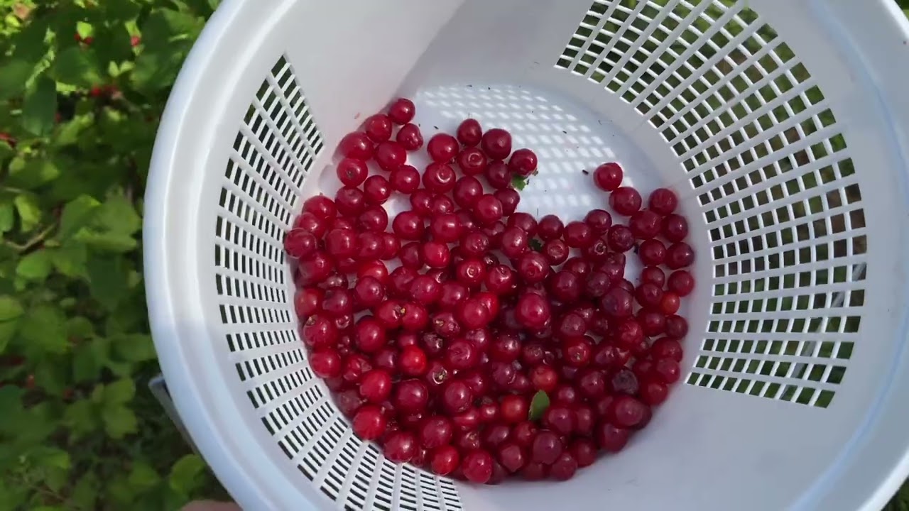Nanking cherries in North Carolina- edible yard border