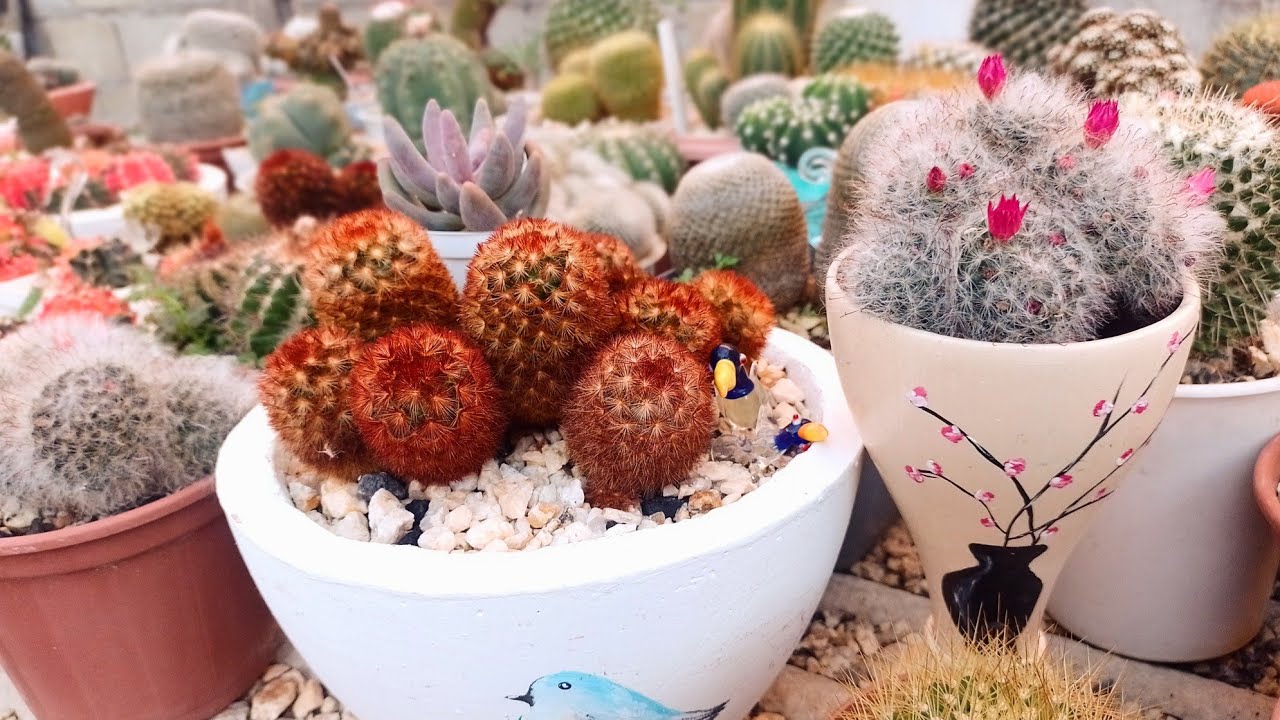 Почему я люблю выращивать растения? 💚🌵🥰