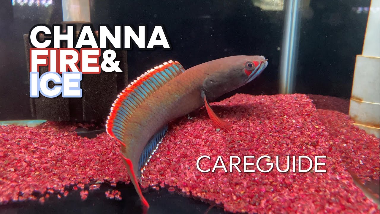Channa sp. Fire & Ice | Care, Setup, and Behavior Explained!