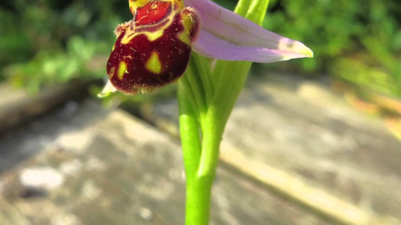 An Unexpected Surprise - A Bee Orchid In The Garden