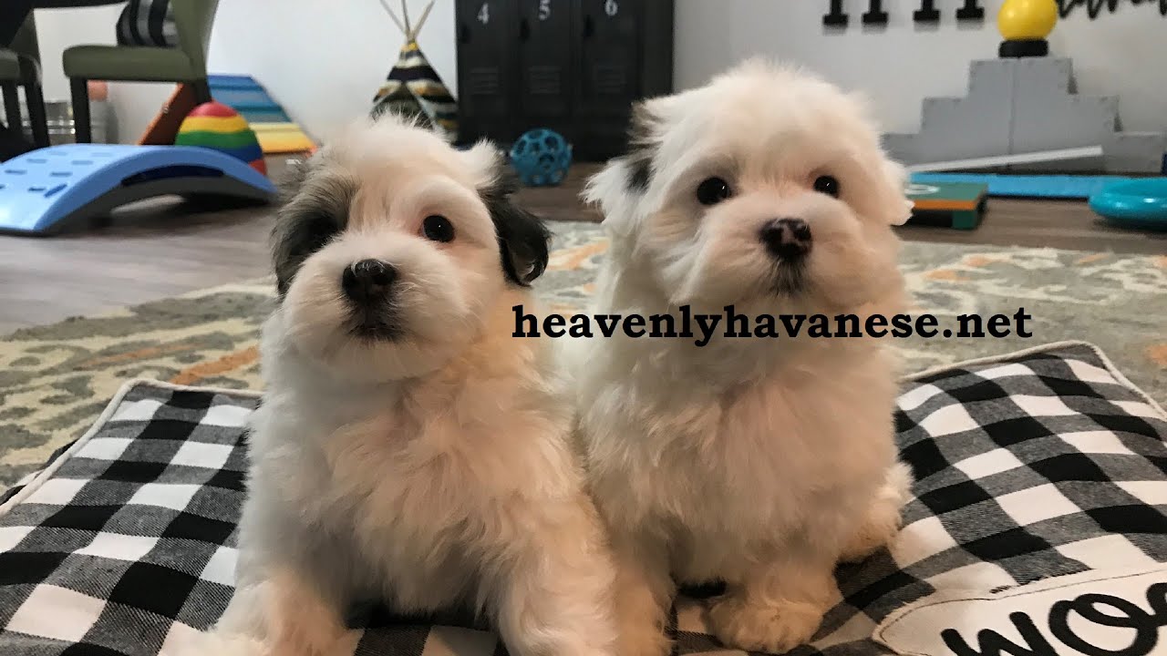 Bringing Home Your New Puppy,  Heavenly Havanese™️ Recommends...