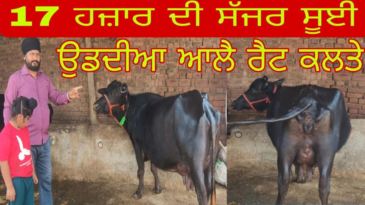 ਫ਼ੋਨ 95927,91878 ਤਾਜੀ ਸੂਈ ਝੋਟੀ ਤੇ ਵੈਹੜ੍ਹਾਂ ਬਿਲਕੁੱਲ ਮੁਫਤ ਲੁੱਟ ਲਓ ਮੇਲਾ #befflow,cow 🐄 for sale #