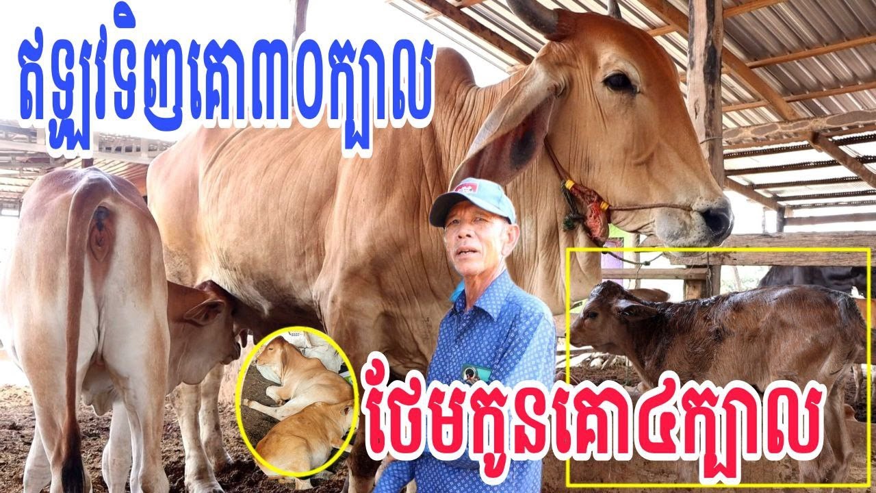 ឥឡូវទិញគោ៣០ក្បាល ថែមកូនគោ៤ក្បាល