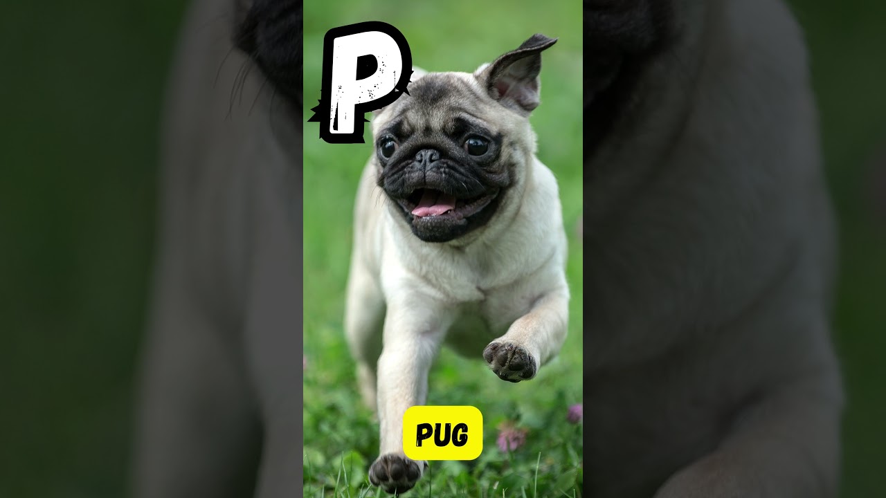 ABC Dog Song for Kids|A to Z Dog Breeds & Fun Facts | Learn Alphabet with Dogs |UZR Learning #shorts
