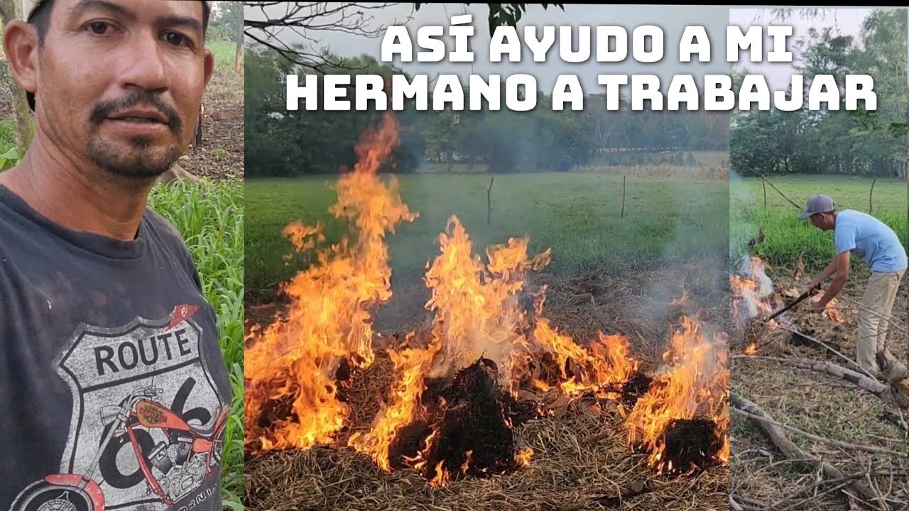 Así Cuidamos Y Cultibamos El Sácate🌱Para Las Vacas 🐄 Garasias A Dios Ya Quemamos La Basura