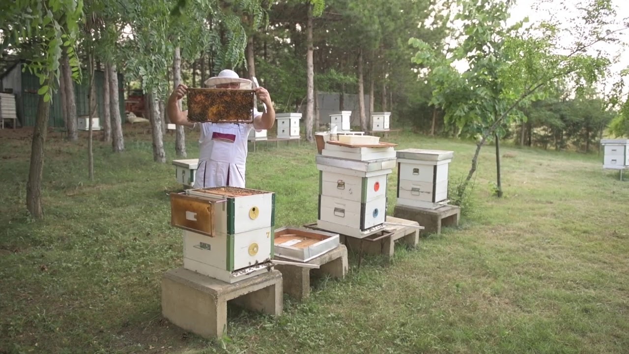 QUEEN CAGING – alternative method for Varroa control in honey bee colonies