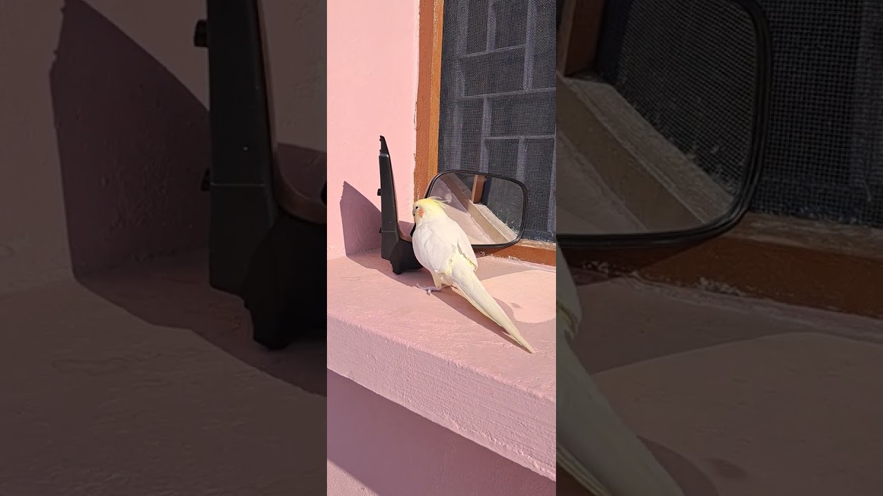 RIO THE COCATIEL BIRD 