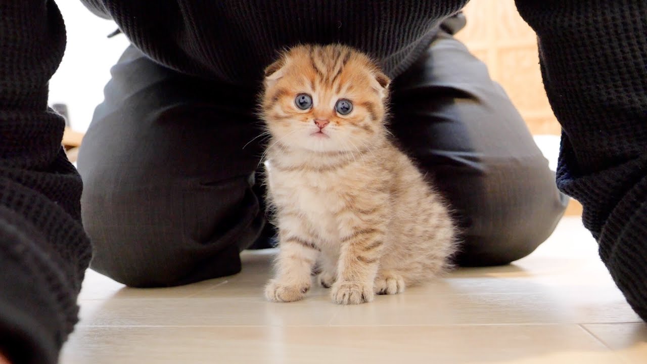 Этот котенок, которого хозяин балует, такой милый!