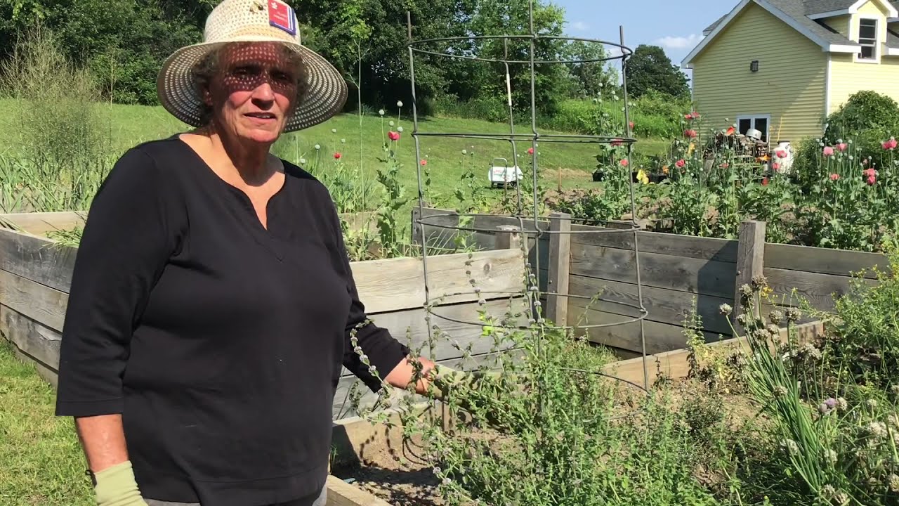 Harvesting History Herbs - Pennyroyal
