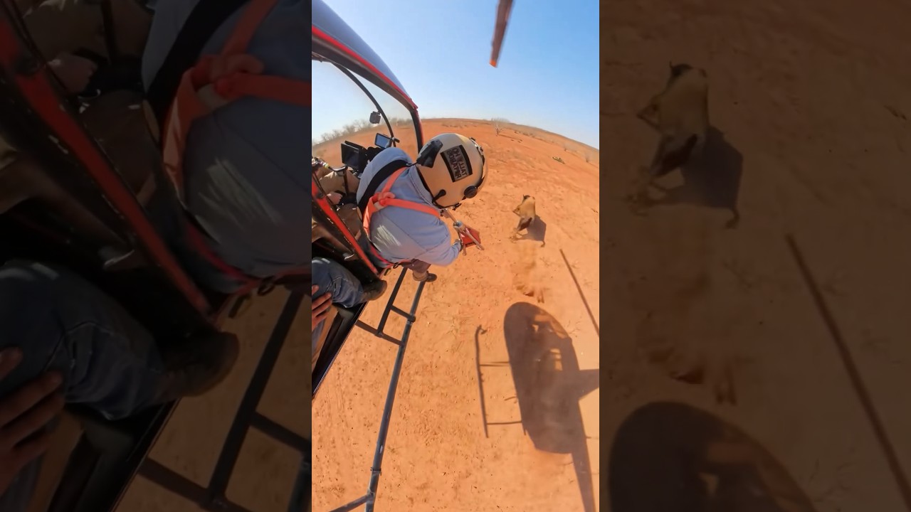 Robinson R44 hunting #helicopter #helicopterflight #aviation