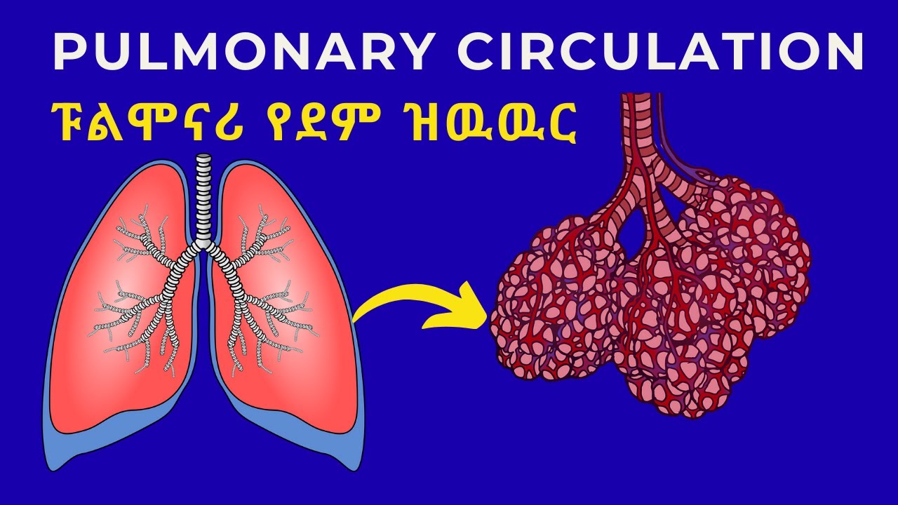 Pulmonary Circulation/ፑልሞናሪ የደም ዝዉዉር