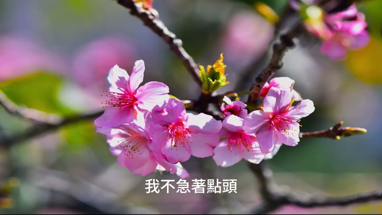 風過我還在//中大湖-桃園市