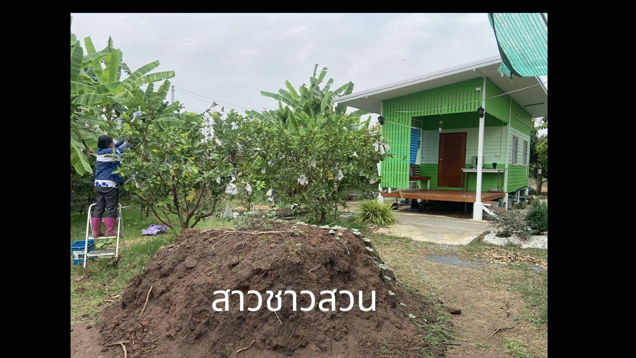 สาวชาวสวน