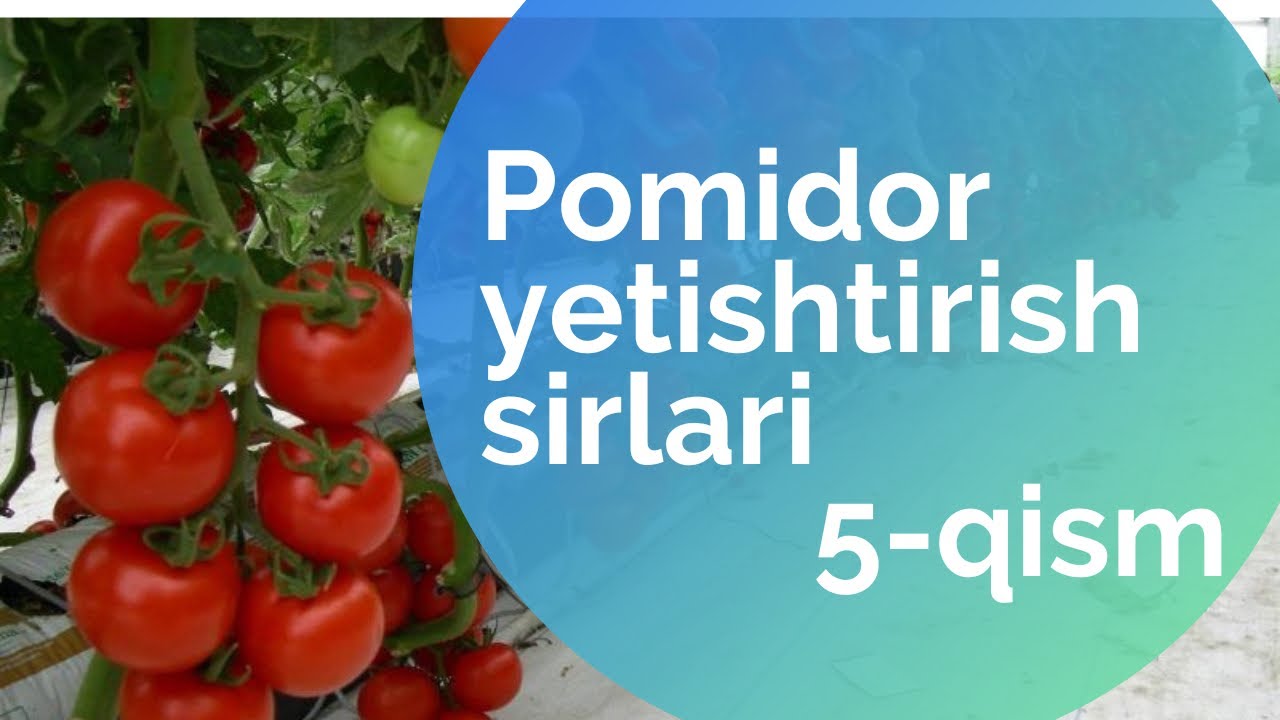 Pomidor yetishtirish sirlari. 5-qism