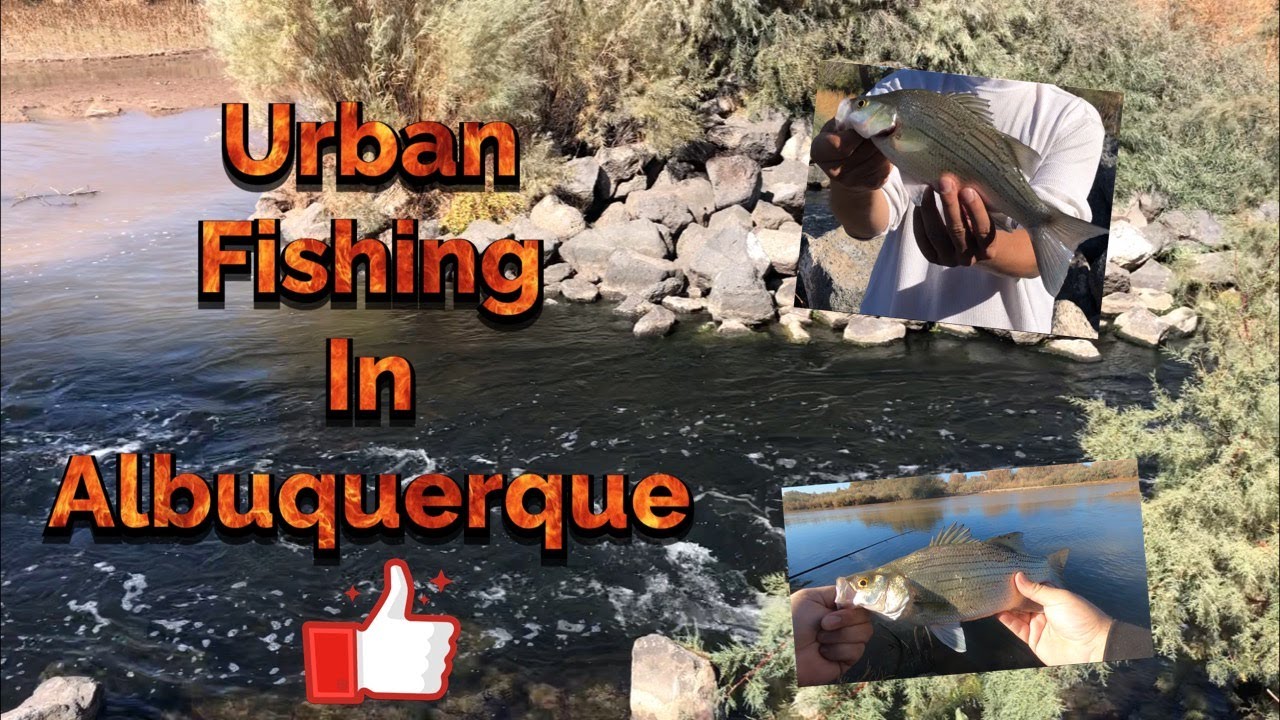 Urban Fishing The Rio Grande in Albuquerque NM (Salmon Catch & Cook)