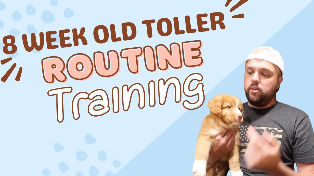 8 Week Old Nova Scotia Duck Tolling Retriever Puppy Training/Routine