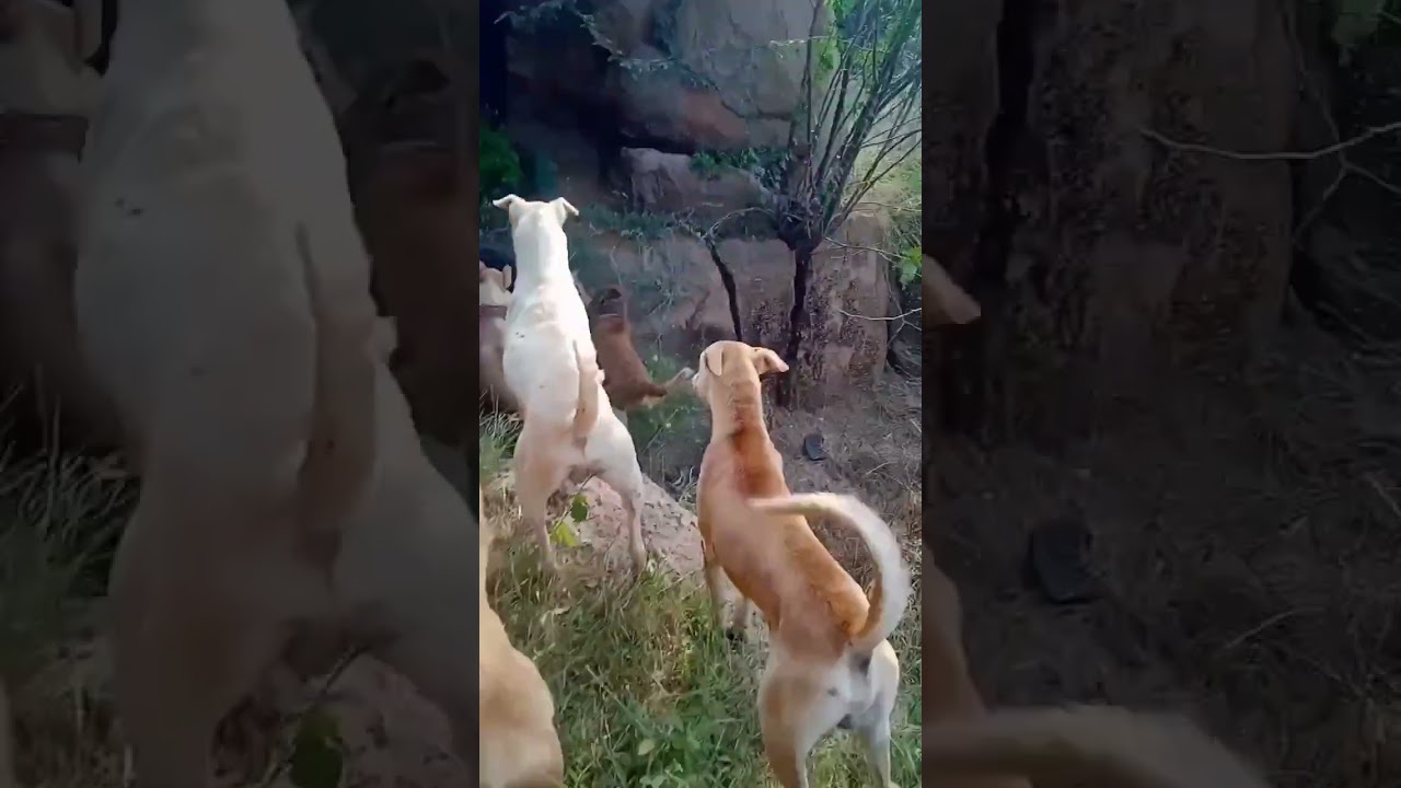 Power of Desi dog vs gsd 