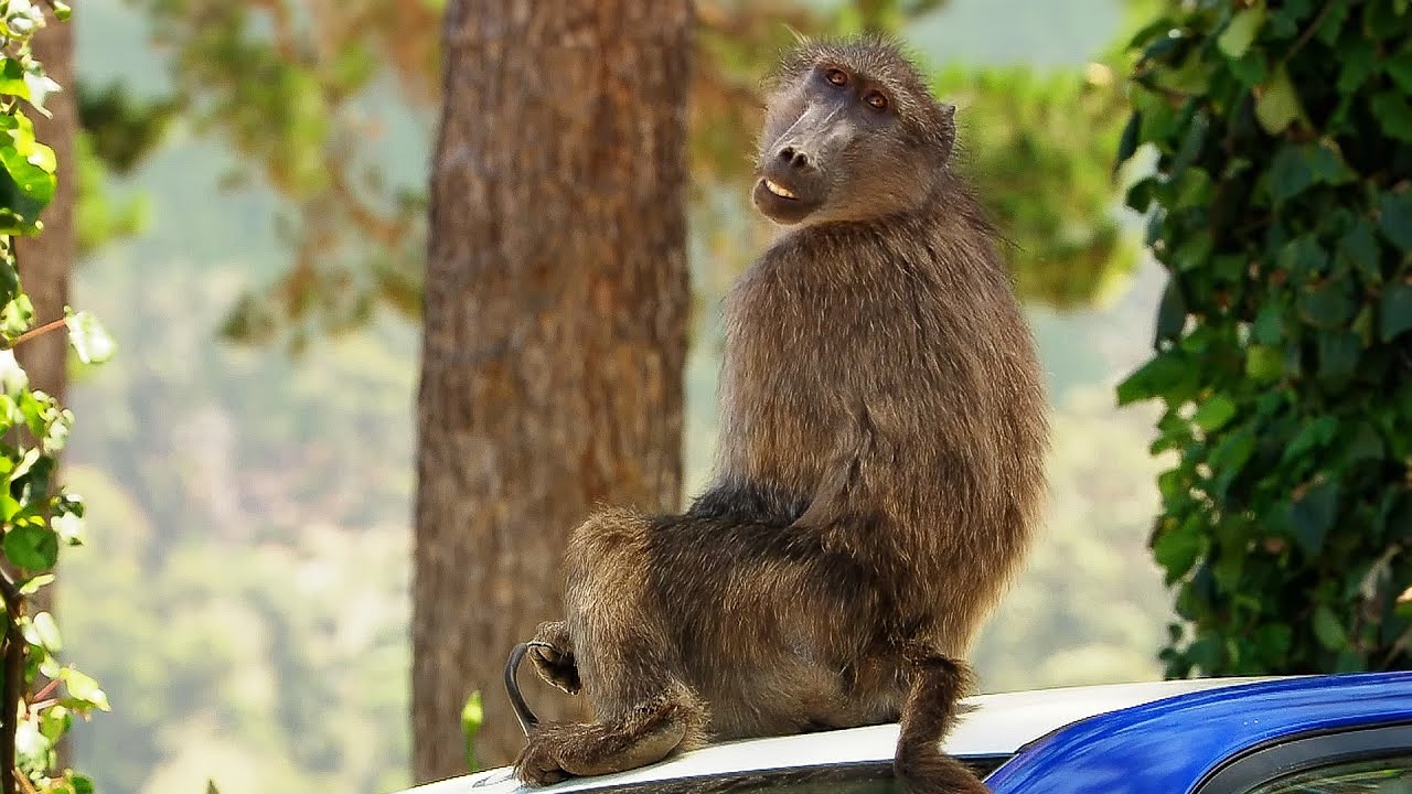 A Baboon Attempts His Most Daring Heist Ever (4K Documentary)