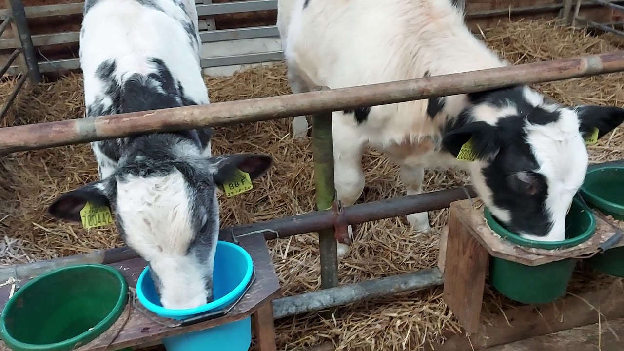 Calf Rearing. Weekly update and a few tips and a tricks.
