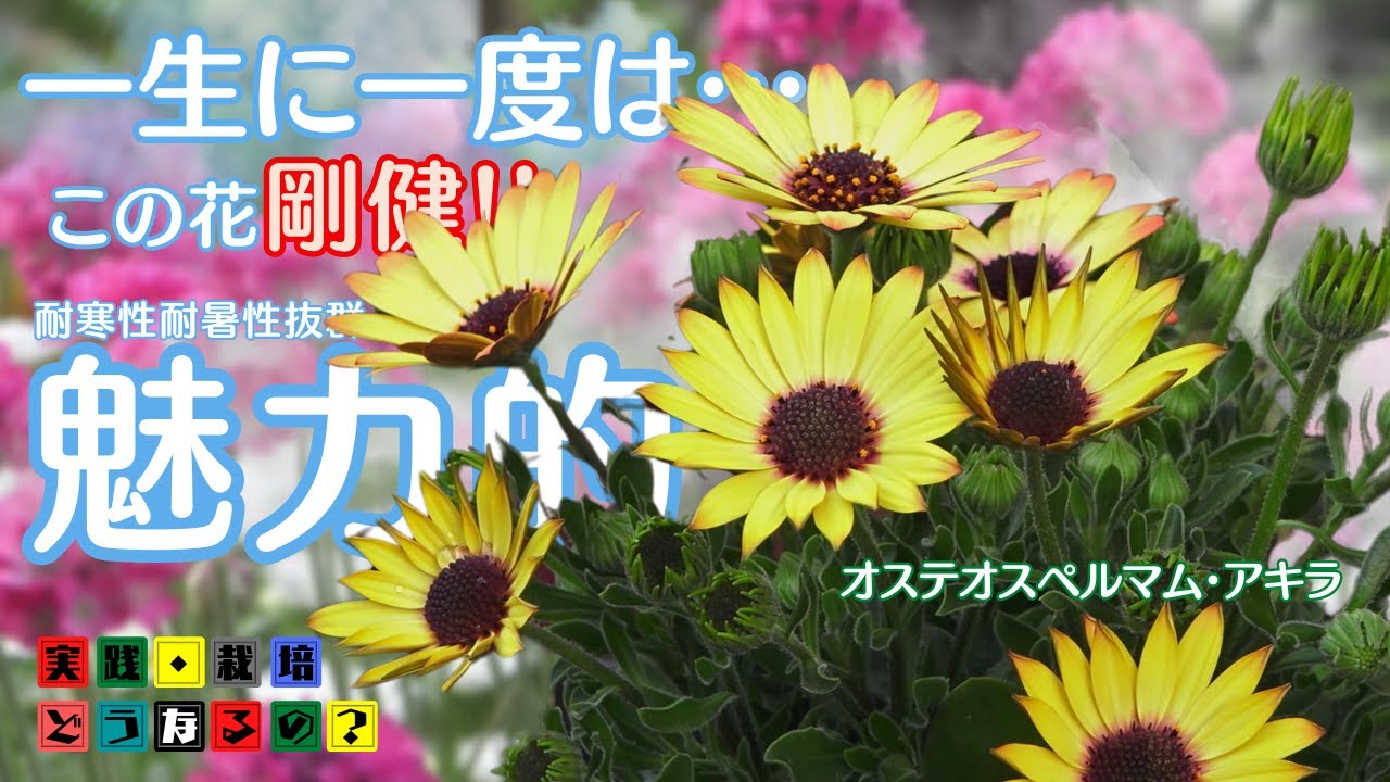 一生に一度は育ててほしい耐寒性抜群の花－5℃まで大丈夫でした【オステオスペルマム】この花剛健！誰でも簡単に魅力的な花が楽しめます【ガーデニング】植え方.育て方.そだち方【園芸】
