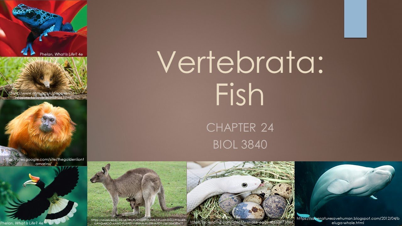 3840_Chapter 24: Fishes