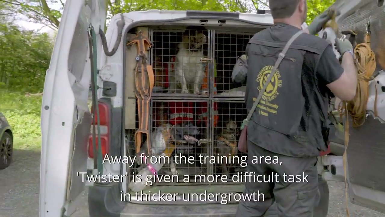 K9 Dog Training