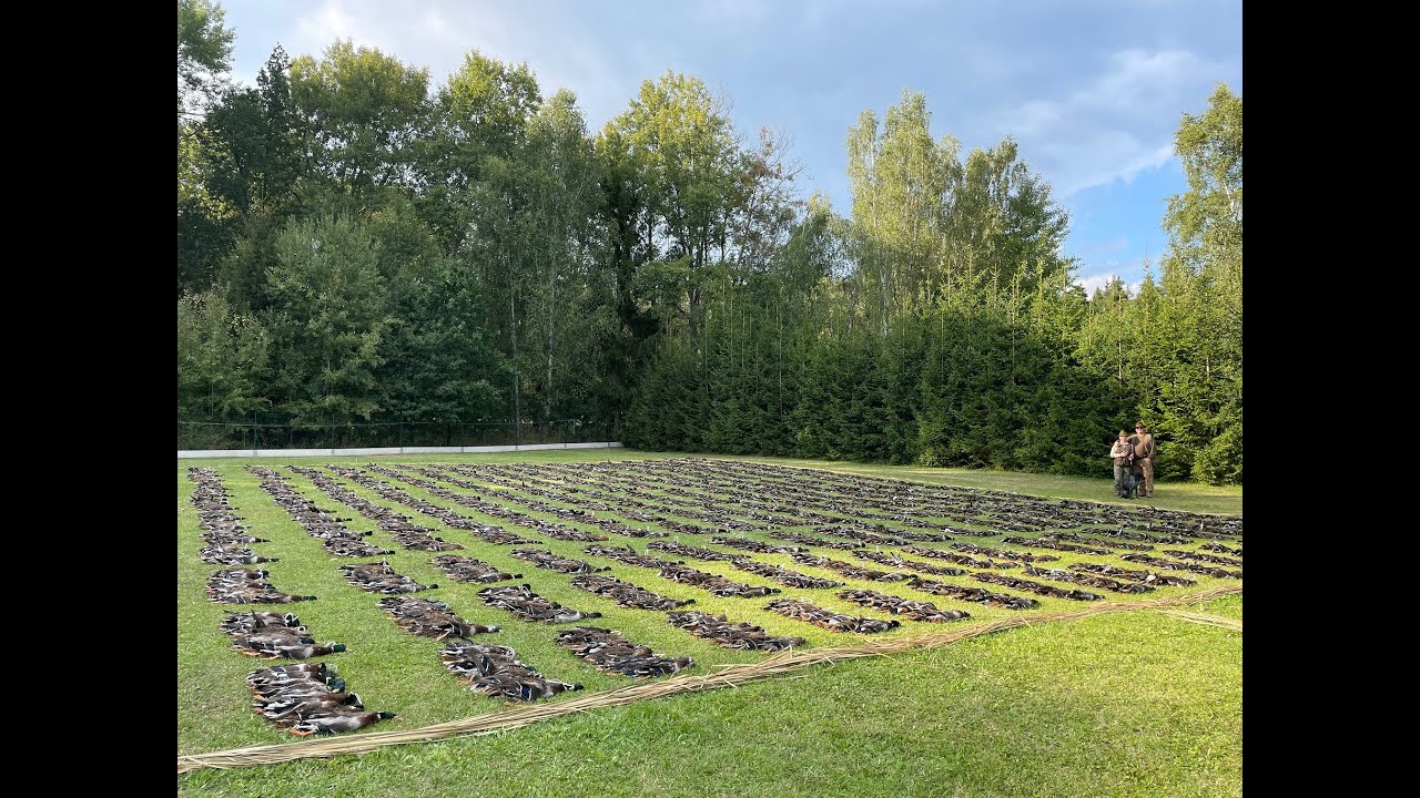 FILM - ENTENJAGD / DUCK HUNTING 9/2022 film / Hunting service Frič