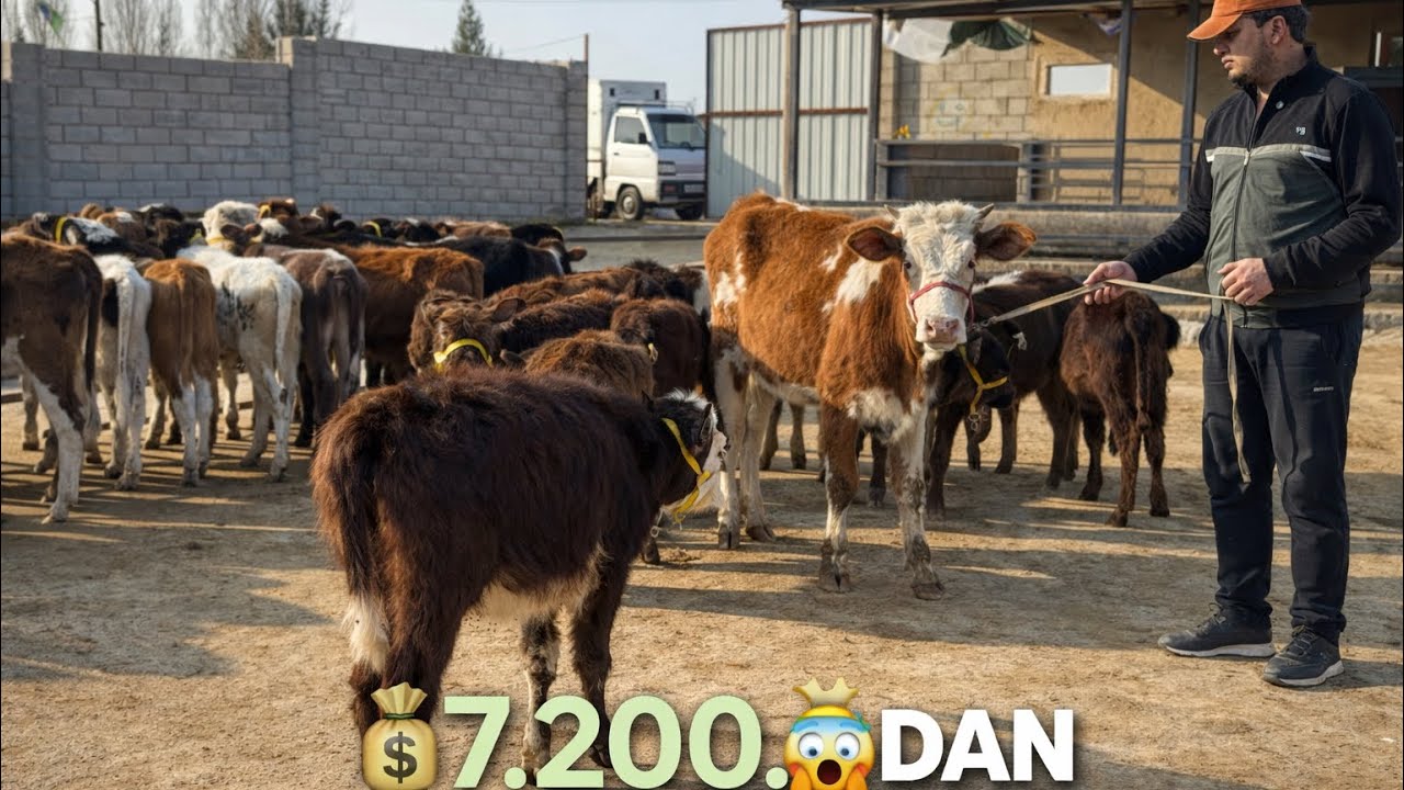 👁️IBROHIM ARZONCHDAM GIBRIT BUQACHALAR VA HUNAJINLAR 7.200.DAN BOSHLAP QOYLDI 2026_01_18_febral.