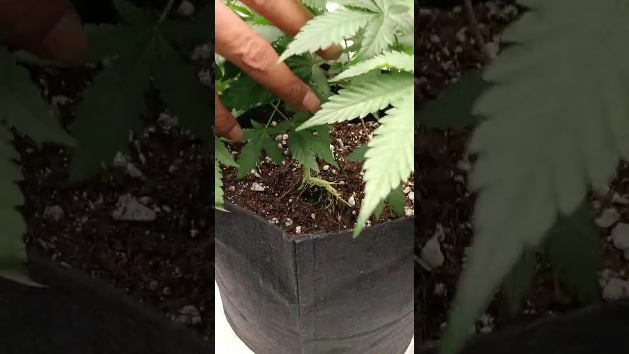 XXX OG Banana Kush Horizontal Growing Cannabis Tree