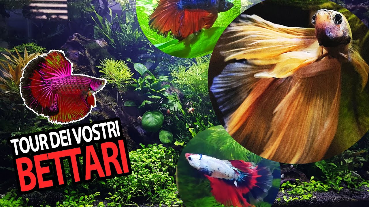 TOUR dei vostri BETTARI