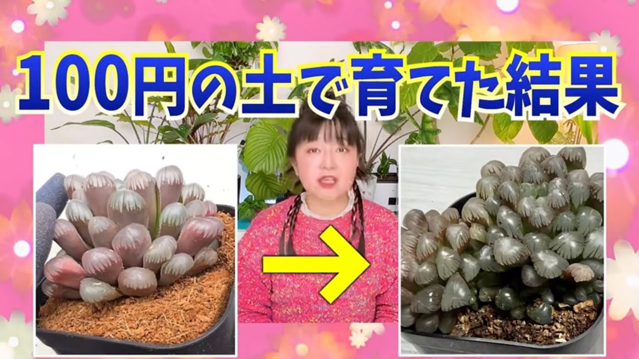 正直ダメだと思ってた…ダイソー土で多肉植物を育てた結果