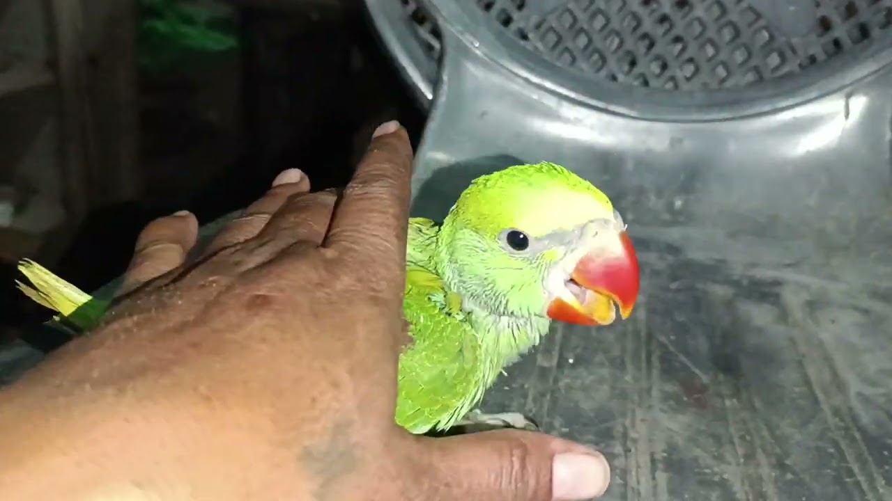 मिठु का नया मेहमान आ गया है😍 || #loveyouleo#babyparrot #talkingparrot 2026