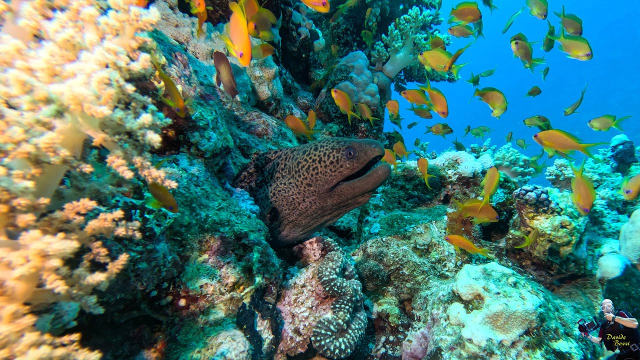 Marsa Alam 2025. Marsa Abu Dabbab. Dive site a House Reef North  (21 May 2025).  (4K).