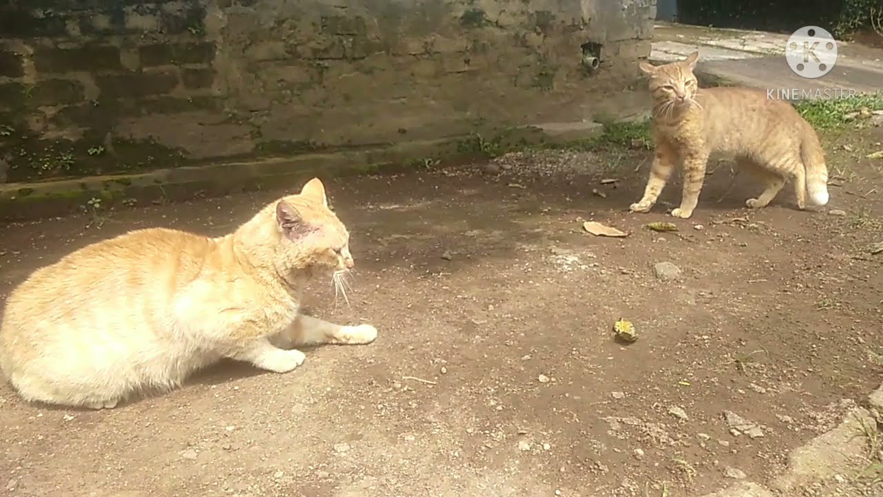Duel Maut demi IDOLA (barbarnya kucing orange)