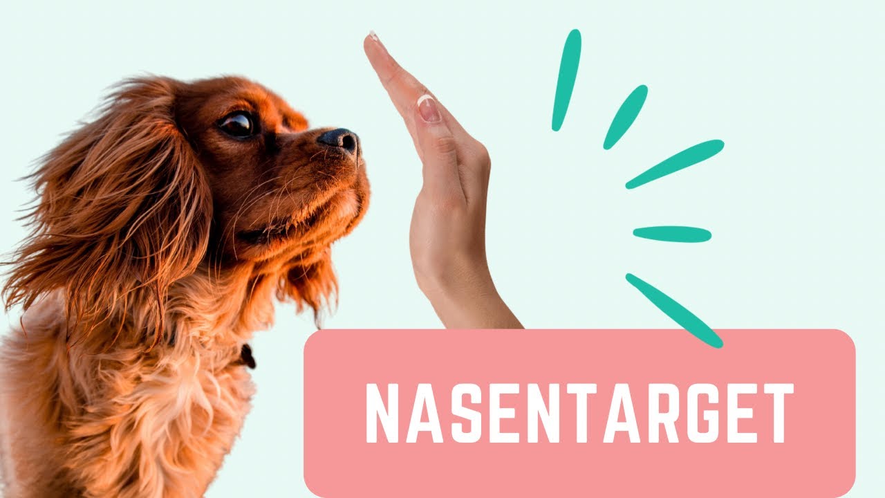 wie du deinem Hund das Nasentarget beibringst