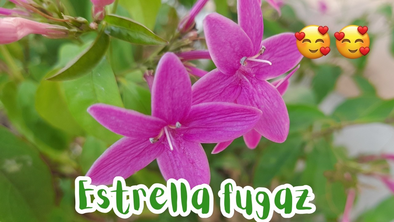 TRANSFORMA tu jardín con la planta DE FLORES MORADAS perfectas🌷