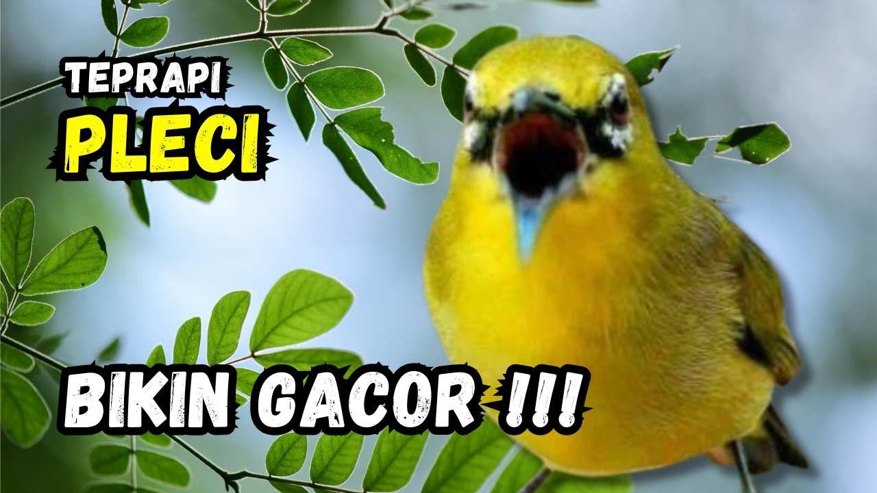 Terapi Pleci Ampuh Bikin Gacor | Hitungan Detik Pleci Ikut Bunyi