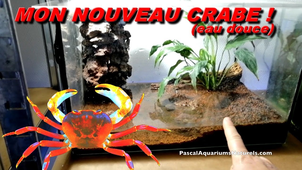 Arrivé de mon super crabe immense (eau douce) ! Terrathelphusa Kuhli - Pascal Aquariums Naturels