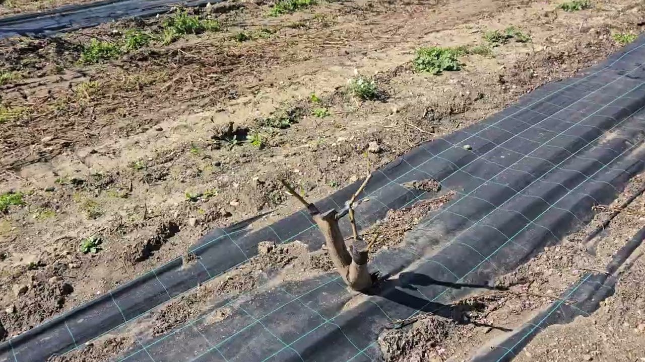 Potatura ottimale in un bellissimo pescheto impiantato a febbraio 2025 !