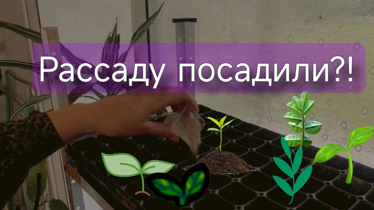 Рассада в феврале: мои способы посадки и простой рецепт чизкейка