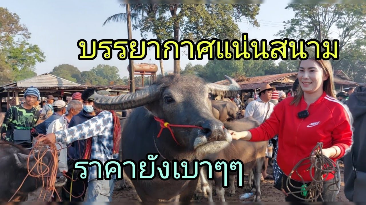 #ราคาควายวันนี้ 15/1/66#ตลาดนัดโคกระบือ อ.วารินชำราบ จ.อุบล ราคายังเบาๆ คนแห่..ชื้อคักคัก..