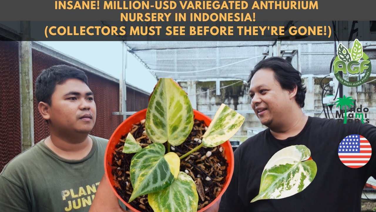 INSANE! MILLION-USD VARIEGATED ANTHURIUM NURSERY IN INDONESIA! MUST SEE Before They're Gone