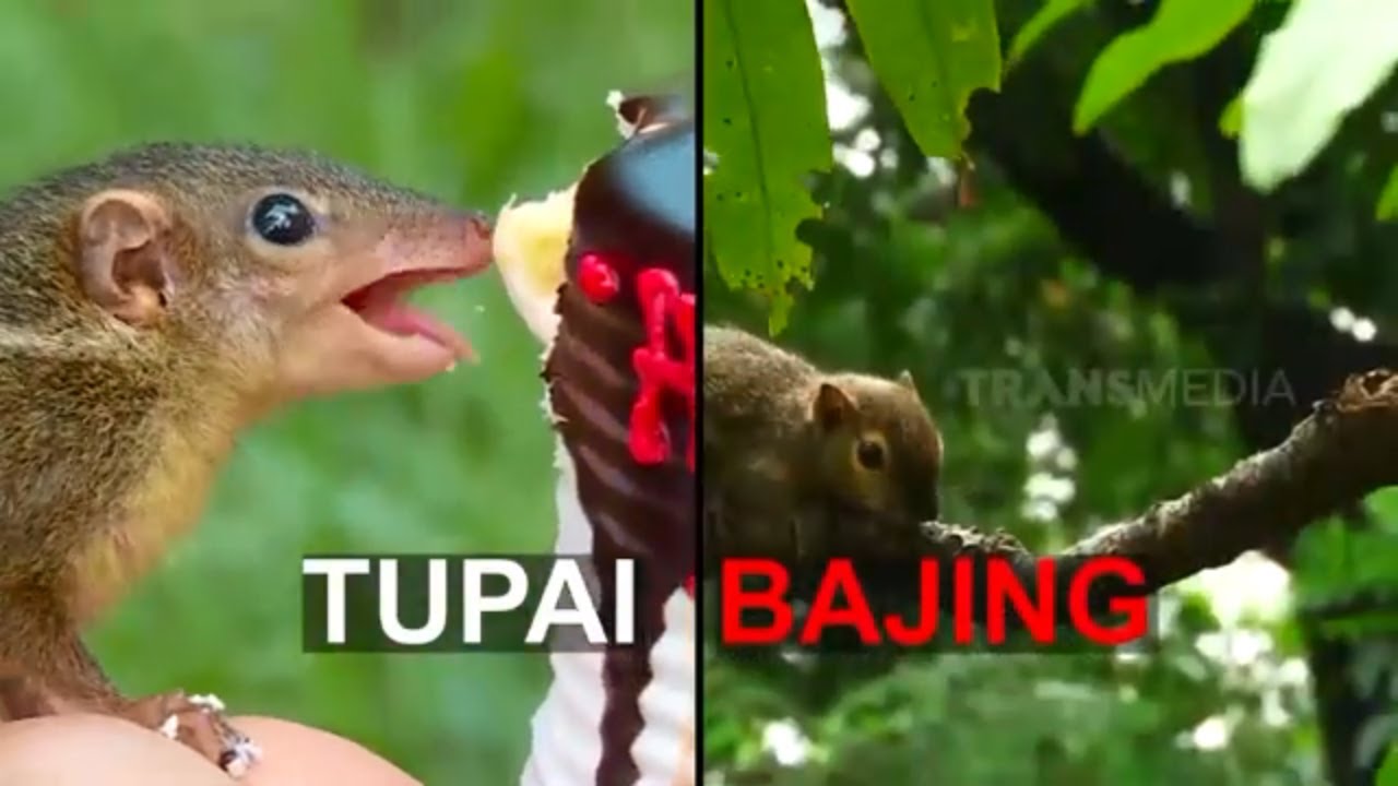 Cara Membedakan Tupai Dan Bajing | SI OTAN (17/06/21)