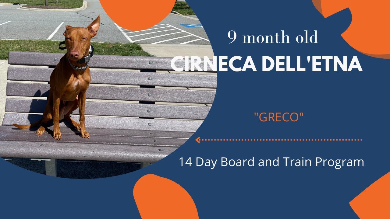 Winston Salem Dog Trainers - (Cirneca Dell'etna & 2 Week Board and Train)