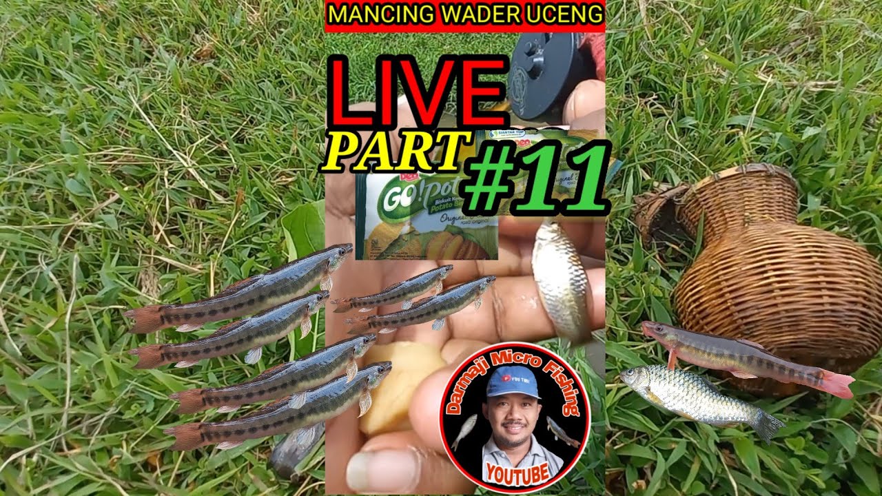 LIVE Umpan Paling Jitu Murah Mancing Ikan Wader Uceng go potato os jis