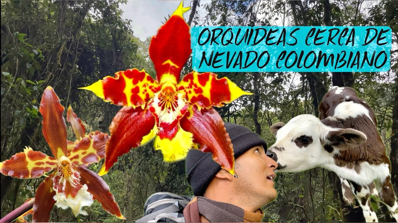 ORQUIDEAS CERCA DE NEVADO COLOMBIANO