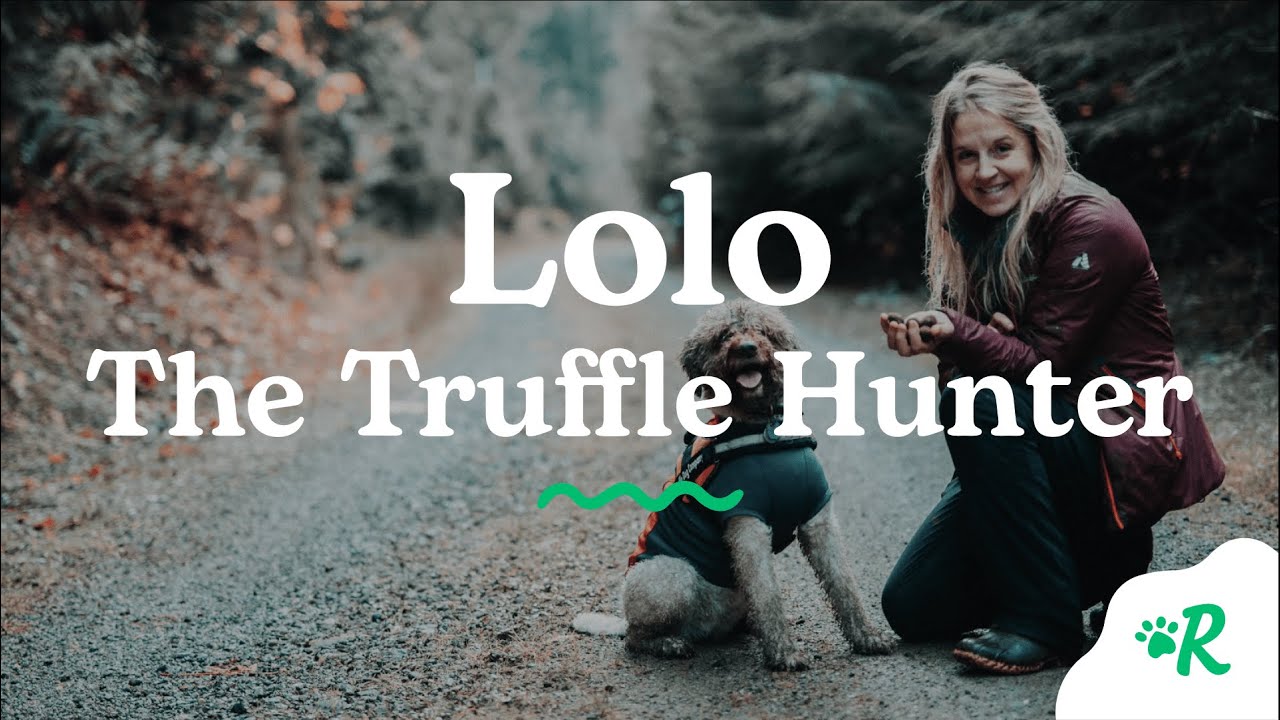 Amazing Lagotto Romagnolo Truffle Hunting Dog in Action | Rover