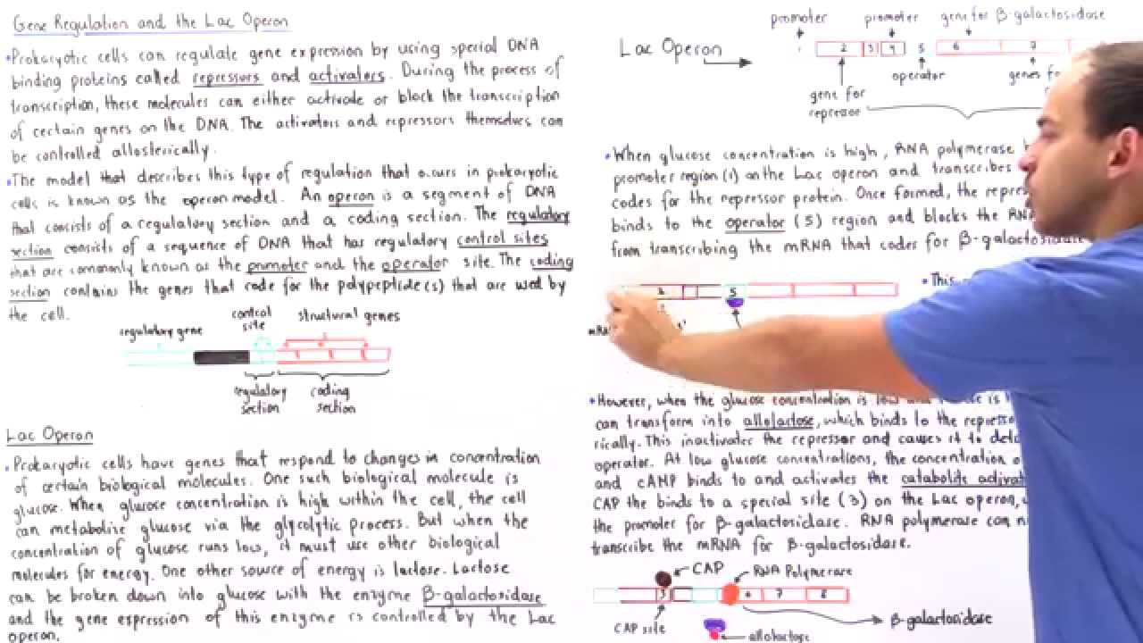 Gene Regulation and the Lac Operon